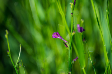 Green background of grass and flowers