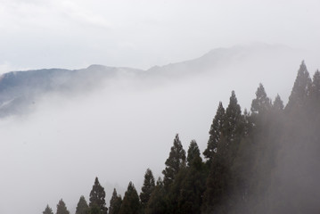 View of a forest of Japanese cedar trees along a mountainside in a sea of fog and clouds, with another mountain range in the distance. Kunimigaoka, Takachiho, Japan. Travel and nature concept.