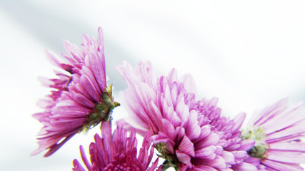 Purple Flowers on Silvery Background