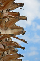 Close up palm tree thorns
