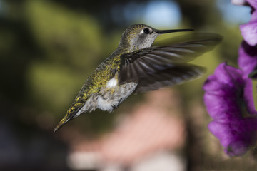 Annas Hummingbird (Calypte anna) Feeding in Flight