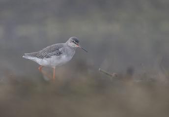 Common red shak