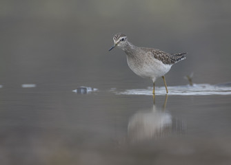 Wood sandpiper
