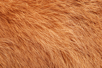 Orange rabbit fur as background