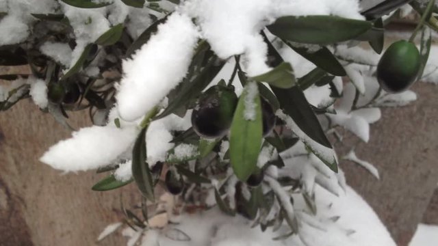 Olives in snow at winter