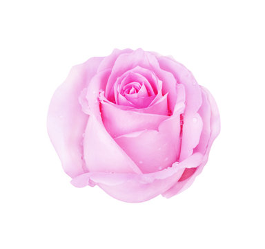 Pink rose isolated on white background and water drop, clipping