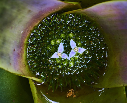 Macro close up of the centre of a Bromeliad tropical flower