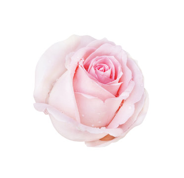 Pink rose isolated on white background and water drop, clipping