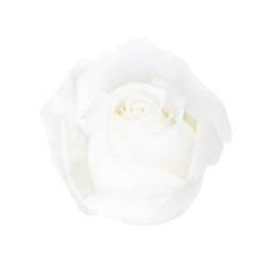 White rose isolated on white background, soft focus and clipping