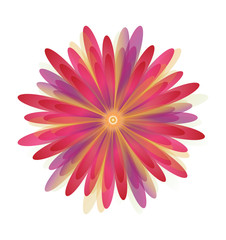 Flowers Daisy of Red