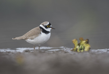 Obraz premium Little ringed Plover in search of food