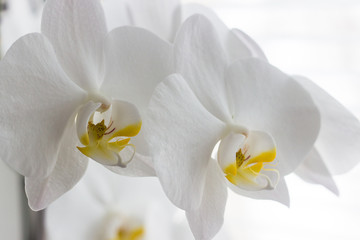 Naklejka na ściany i meble flowers white orchid