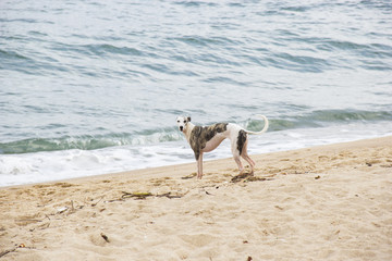 Puppies playing on the edge of the beach. North coast of Sao Pau