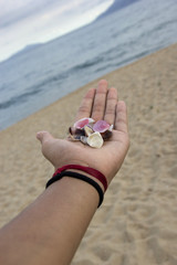 Beach shells on palm of boy hand. Beautiful beach in the backgro