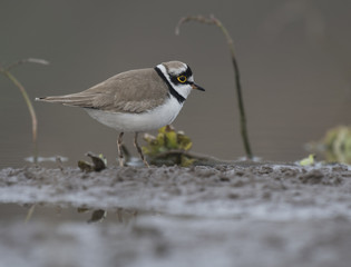 Little ringed plover