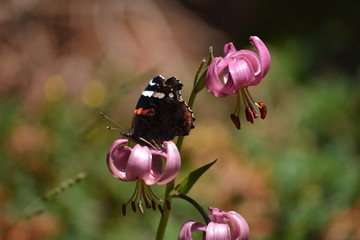 butterfly on the lis Martagon © virginie