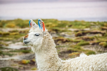 Cute llamas of Altiplano, Bolivia, South America