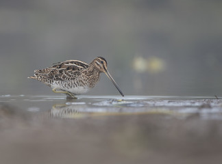 Common Snipe (Galling gallinago)
