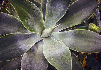 Close up of a leaf rosette of a succulant plant