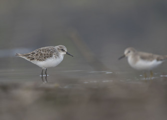 Little Stint