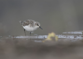 Little stint, Calidris minuta 