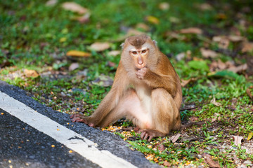A macaca monkey,  Khao Toh Sae Viewpoint on the Highest Hill in
