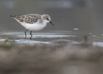 Little stint