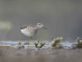 Wood Sandpiper in a lake