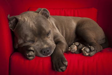 sleeping bully
