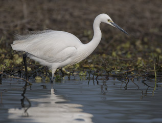 Little egret