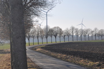 Allee im Hunsrück