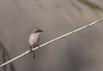Grey bush chat