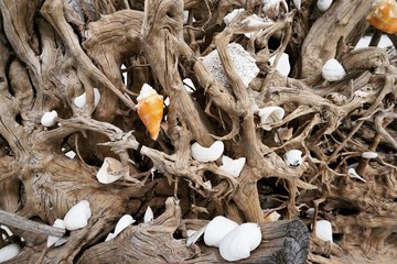 Muscheln am Strand in Florida, USA