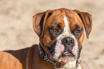 Fawn Brindle German Boxer Headshot. Adult Female Close-up at the Beach.