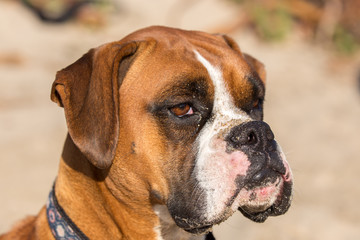 Fawn Brindle German Boxer Headshot. Adult Female Close-up at the Beach.
