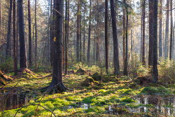 Natural coniferous stand of Landscape Reserve