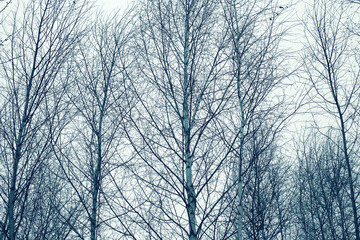 Mysterious scary forest, branches trees background