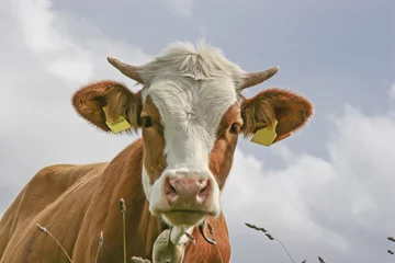 Papier Peint photo autocollant Vache Kuh auf einer Bergwiese