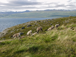Reindeer, Nordkapp, Finnmark, Norway