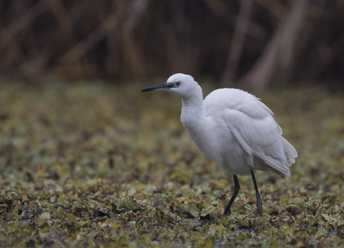 Little Egret in a pond