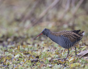 water rail