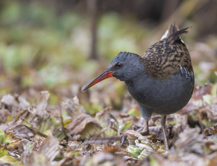 Water rail in search of food in morning