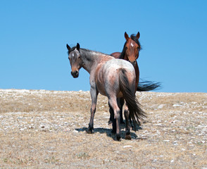 Wild Horse Mustang Bay Band Stallion with his Strawberry Red Roan Mare on Sykes Ridge in the Pryor...