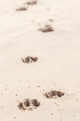 dog footprints in the sand