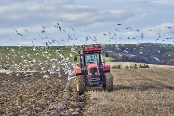 A farm tractor ploughing a field in autumn surrouned by feeding gulls