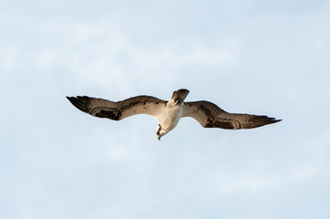 An osprey soars through the sky in search of prey.