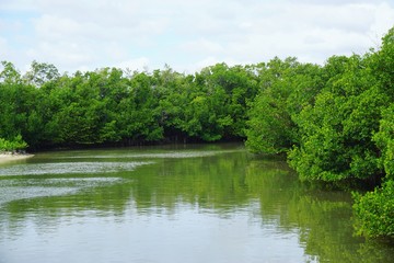 Fototapeta premium State Park in Florida