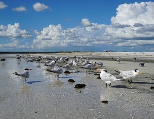 Möwen am Strand von Fort Myers