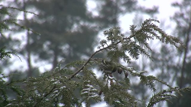 Ein Erlenzeisig-Weibchen knabbert an den kleinen Zapfen einer Hemlocktanne