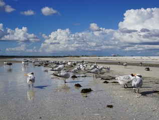 Obraz premium Möwen am Strand von Fort Myers